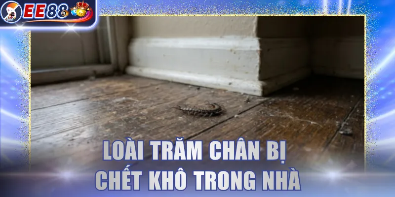 Loài trăm chân bị chết khô trong nhà